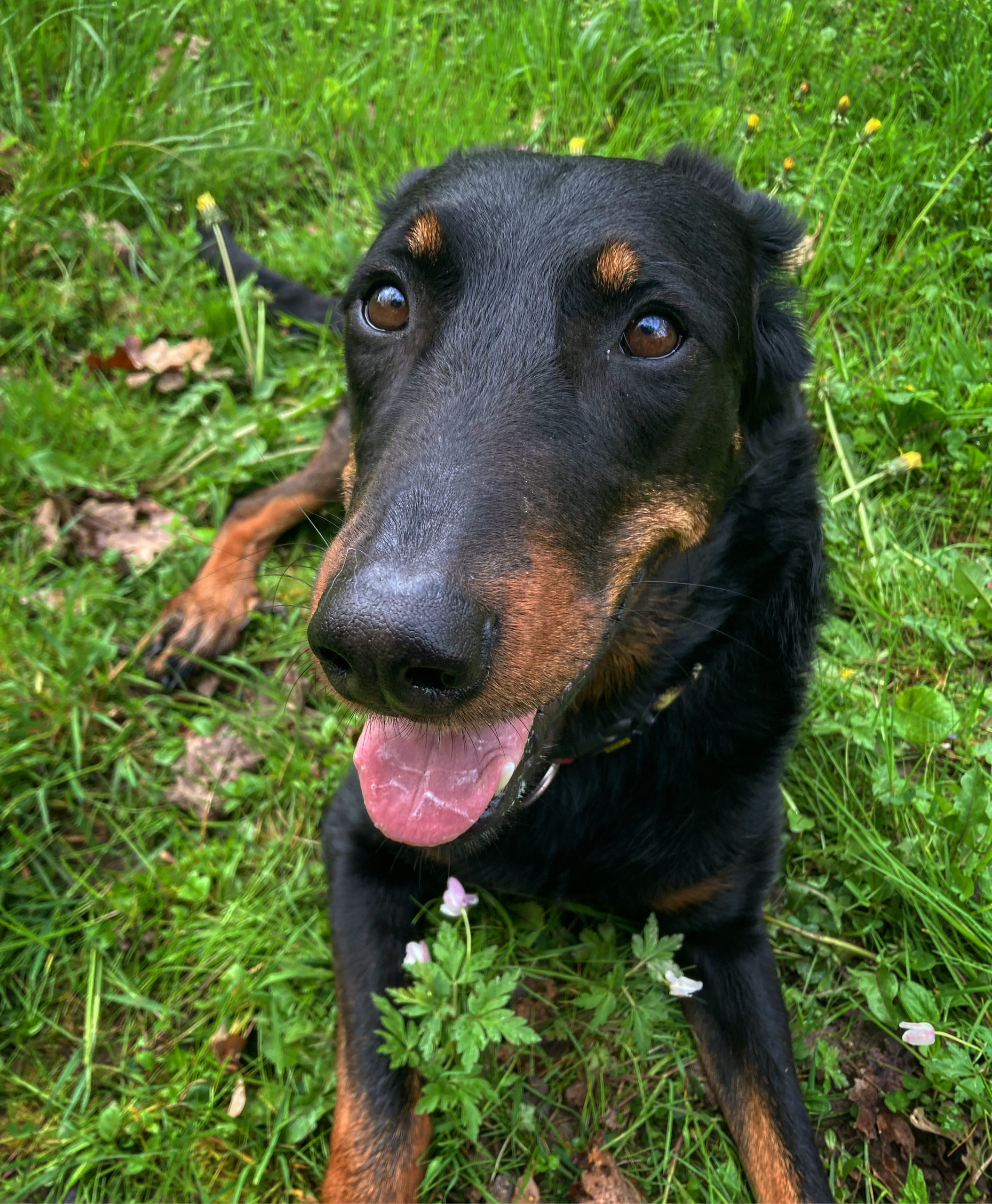 golden retriever sitting on green grass field during daytime