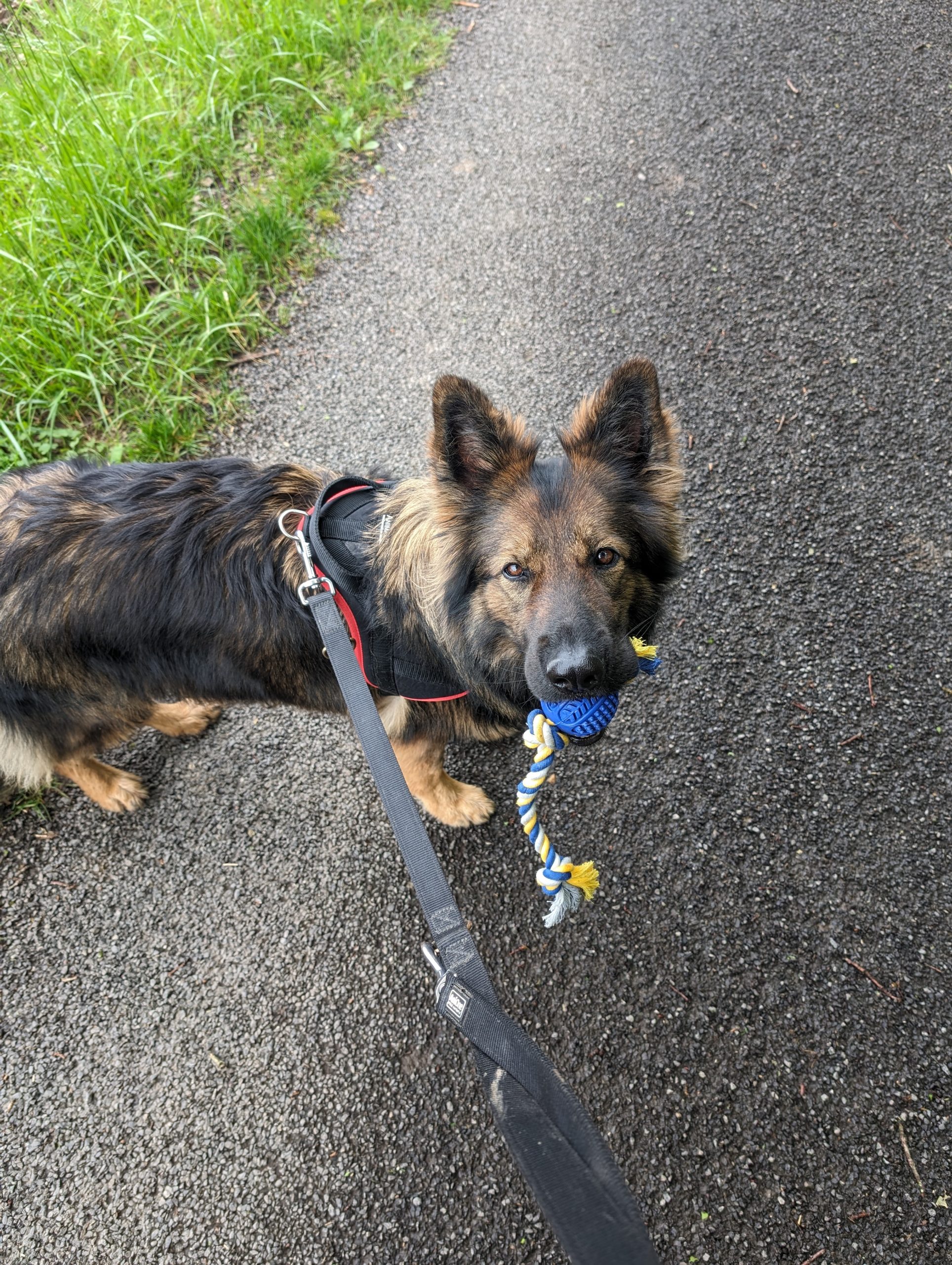 tabby cat touching person's palm