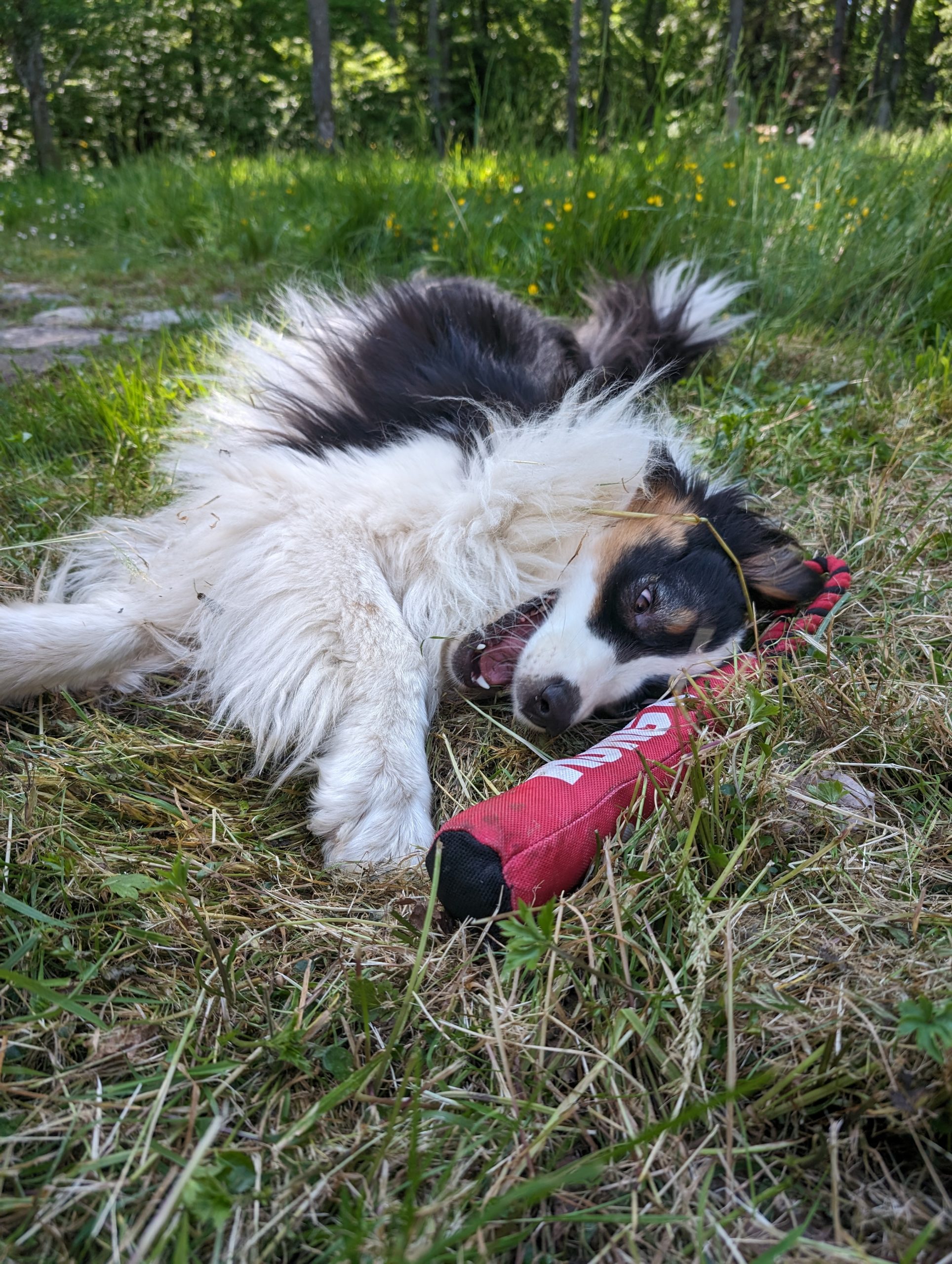 a black and white dog laying on top of a bed