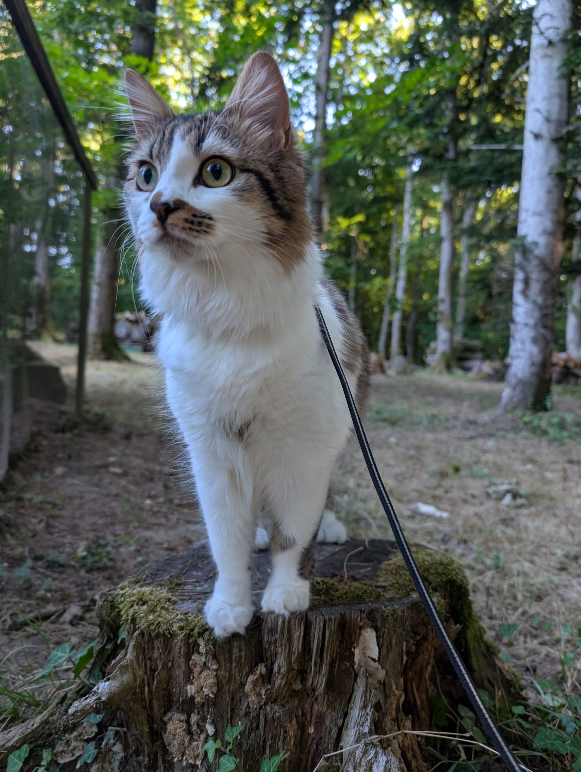 tabby cat touching person's palm